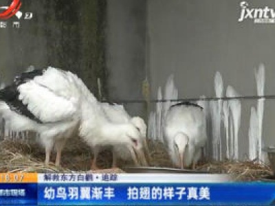 【解救东方白鹳·追踪】幼鸟羽翼渐丰 拍翅的样子真美