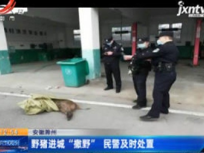 安徽滁州：野猪进城“撒野”民警及时处置