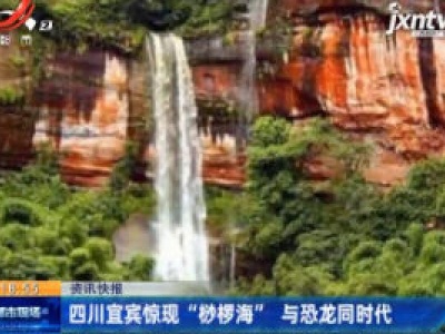 四川宜宾惊现“桫椤海
