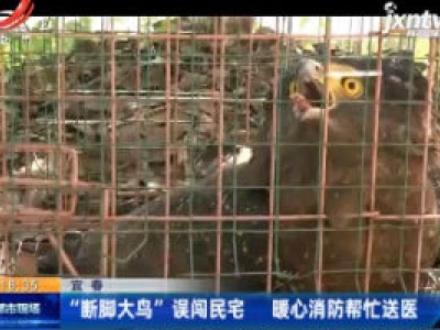 宜春： “断脚大鸟”误闯民宅 暖心消防帮忙送医