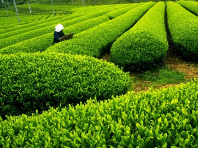 九江：茶农直播带货17万 千亩茶园有了新销路