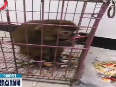 上饶：买猕猴当宠物？违法！