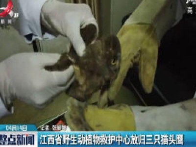 江西省野生动植物救护中心放归三只猫头鹰