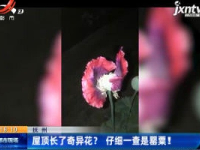 抚州：屋顶长了奇异花？ 仔细一查是罂粟