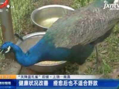 【“天降蓝孔雀”后续】上饶一南昌：健康状况改善 痊愈后也不适合野放