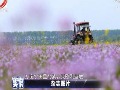 安徽庐江：万亩农田里的紫云英刚刚盛放