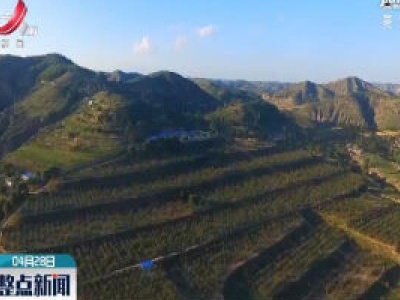 春到陕北：苹果花开兆丰收
