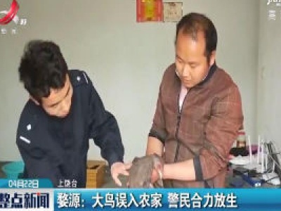 婺源：大鸟误入农家 警民合力放生