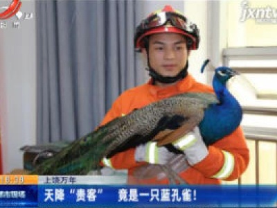 上饶万年：天降“贵客”  竟是一只蓝孔雀！