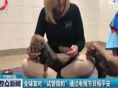 全球首对“试管猎豹”通过电视节目报平安