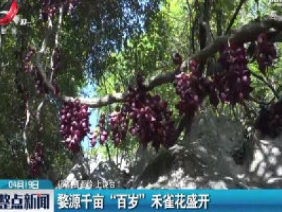 婺源千亩“百岁” 禾雀花盛开