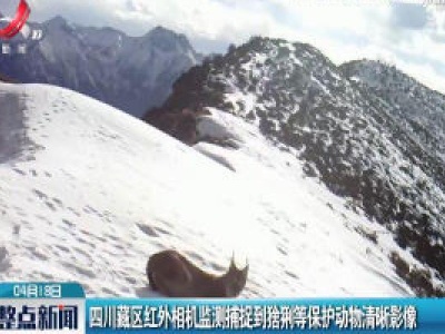 四川藏区红外相机监测捕捉到猞猁等保护动物清晰影像