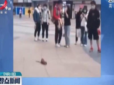 武汉：黄鼠狼当街向路人 “讨饭”