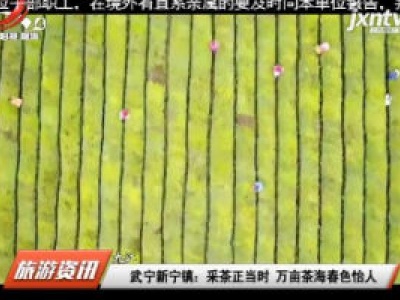 武宁新宁镇：采茶正当时 万亩茶海春色怡人