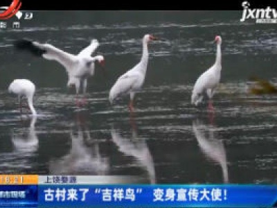 上饶婺源：古村来了“吉祥鸟” 变身宣传大使！