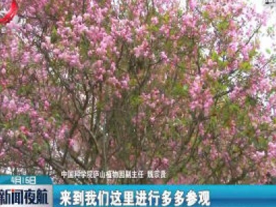 庐山春意浓 繁花漫山开