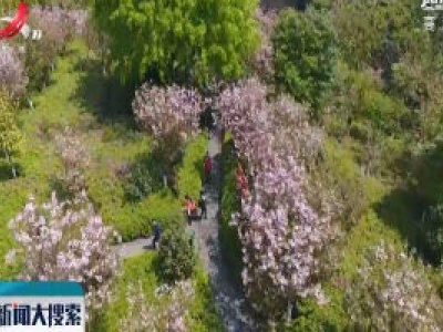 【搜民生】赣州：十里樱花盛开