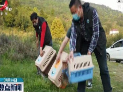 江西省野生动植物救护中心放归三只猫头鹰