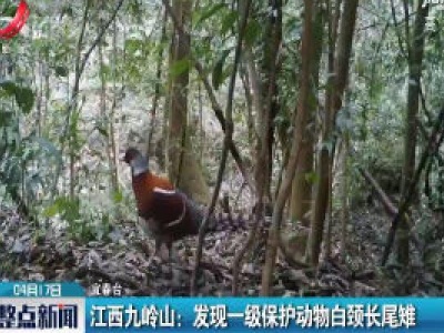 江西九岭山：发现一级保护动物白颈长尾雉