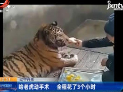 辽宁丹东：给老虎动手术 全程花了3个小时
