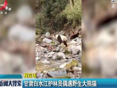 甘肃白水江护林员偶遇野生大熊猫