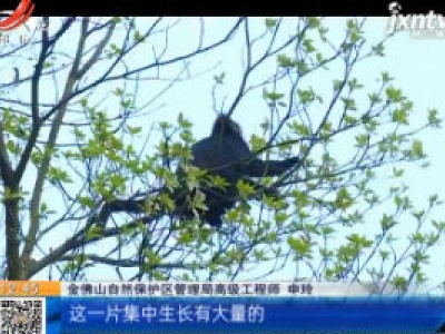重庆：小猴野外学步 毛色渐变