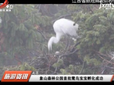 象山森林公园首批鹭鸟宝宝孵化成功