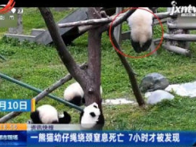 一熊猫幼仔绳绕颈窒息死亡 7小时才被发现
