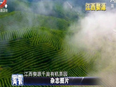 江西婺源千亩有机茶园云雾缭绕像披上薄纱