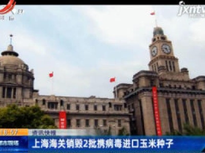 上海海关销毁2批携病毒进口玉米种子