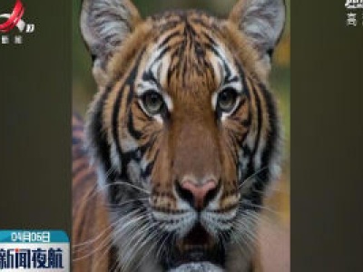 美国一只老虎新冠病毒检测呈阳性