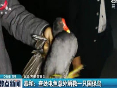 泰和：查处电鱼意外解救一只国保鸟