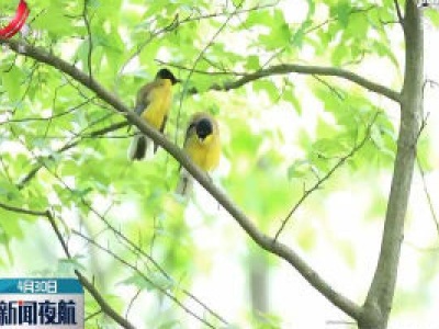 婺源：近百只蓝冠噪鹛“做客”