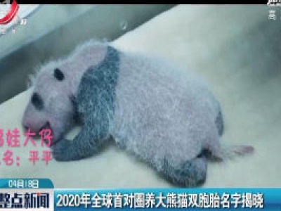 2020年全球首对圈养大熊猫双胞胎名字揭晓