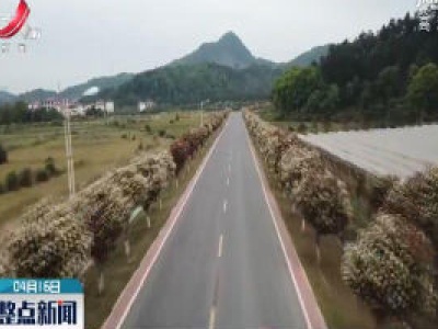 靖安：绿茵夹道 石楠盛开