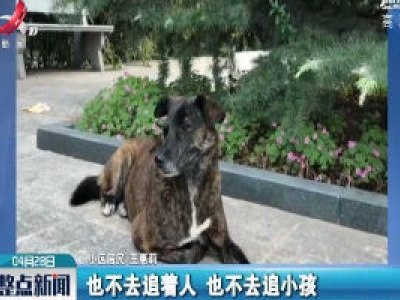 陕西：现实版“忠犬八公” 它在小区苦等主人