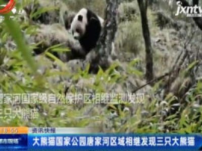 大熊猫国家公园唐家河区域相继发现三只大熊猫