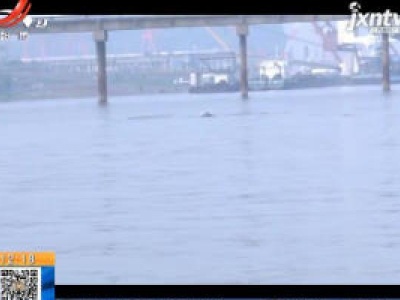 九江湖口：20余头江豚出没 长江里少见的一幕