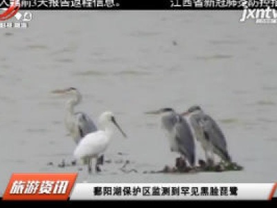鄱阳湖保护区监测到罕见黑脸琵鹭