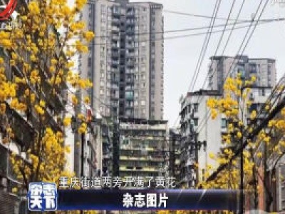 重庆街道开满黄花 犹如披上“黄金甲”