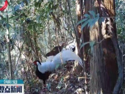 宜春：九岭山国家级自然保护区发现国家二级保护动物白鹇