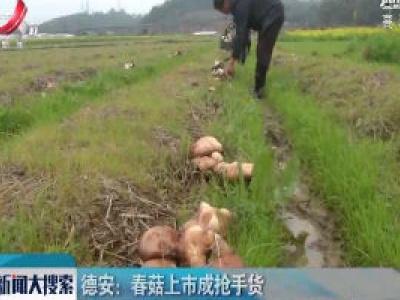德安：春菇上市成抢手货