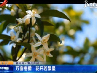【春光好】重庆开州：万亩柑橘 花开若繁星