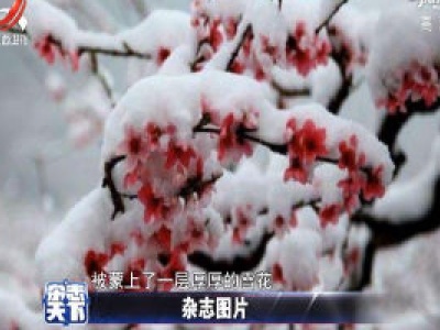 河南多地出现四月飞雪 惊艳整个春天