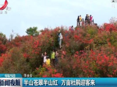  萍乡：半山苍翠半山红 万亩杜鹃迎客来