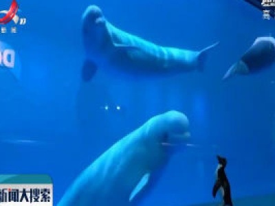 美国水族馆企鹅与白鲸上演罕见会面