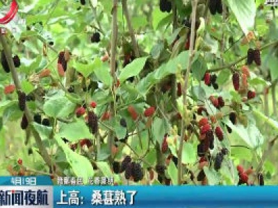 【赣鄱春色 花香景明】上高：桑葚熟了