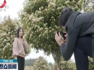 靖安：绿茵夹道 石楠盛开