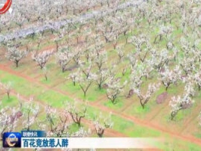 百花竞放惹人醉