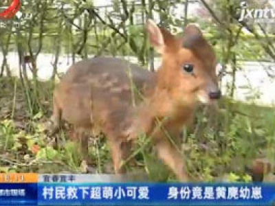 宜春宜丰：村民救下超萌小可爱 身份竟是黄麂幼崽